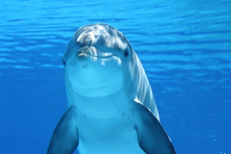 Delfin im Meeresschutzgebiet