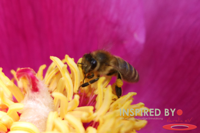 Biene sammelt Honig auf einer Blüte