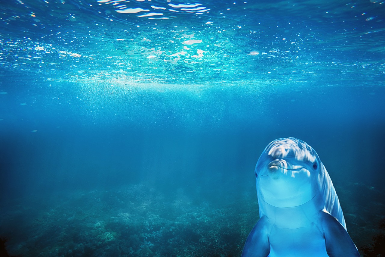 Delfin unter Wasser im Meer
