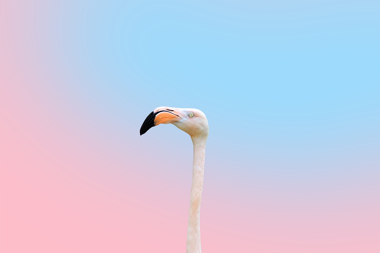 Flamingo Kopf