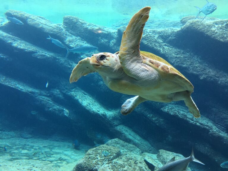 Meeresschildkröte unter Wasser vor Felsen