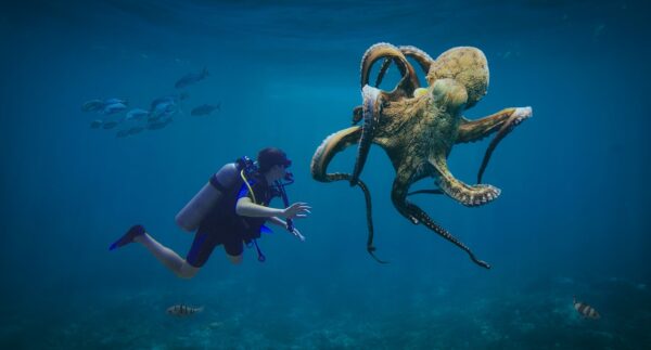 unter Wasser ein Taucher und davor ein Krake/Oktopus